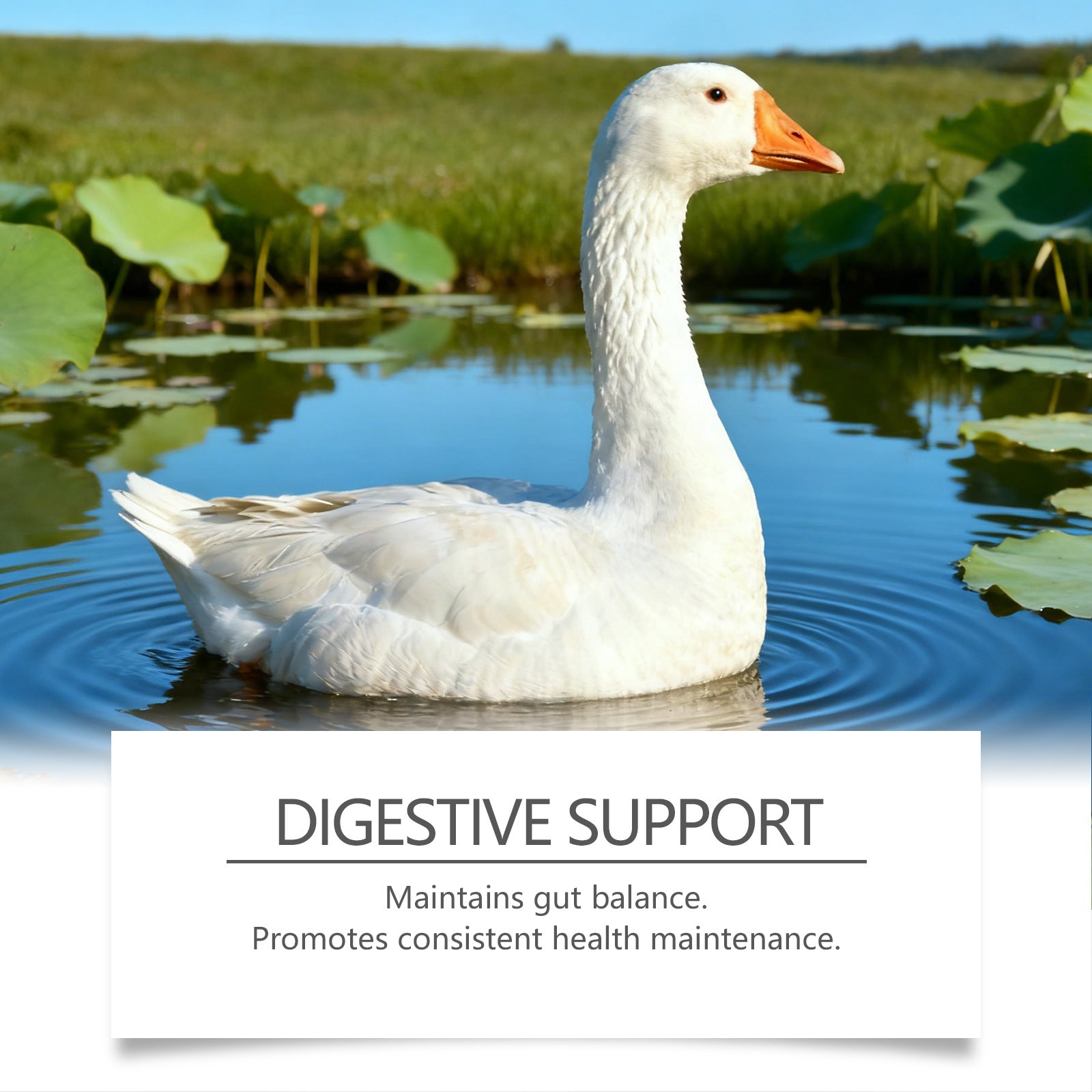 Nutritional Support Tablets For Poultry And Small Animals