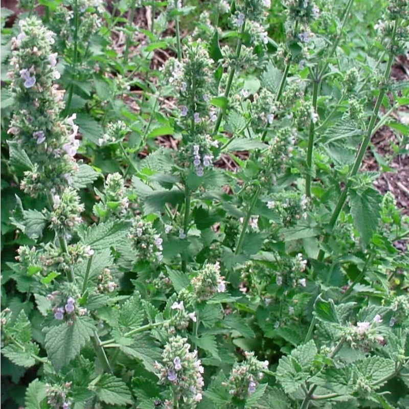 990 Catnip Seeds Heirloom Non GMO cat Party Supplies Fun Aromatic Herbs