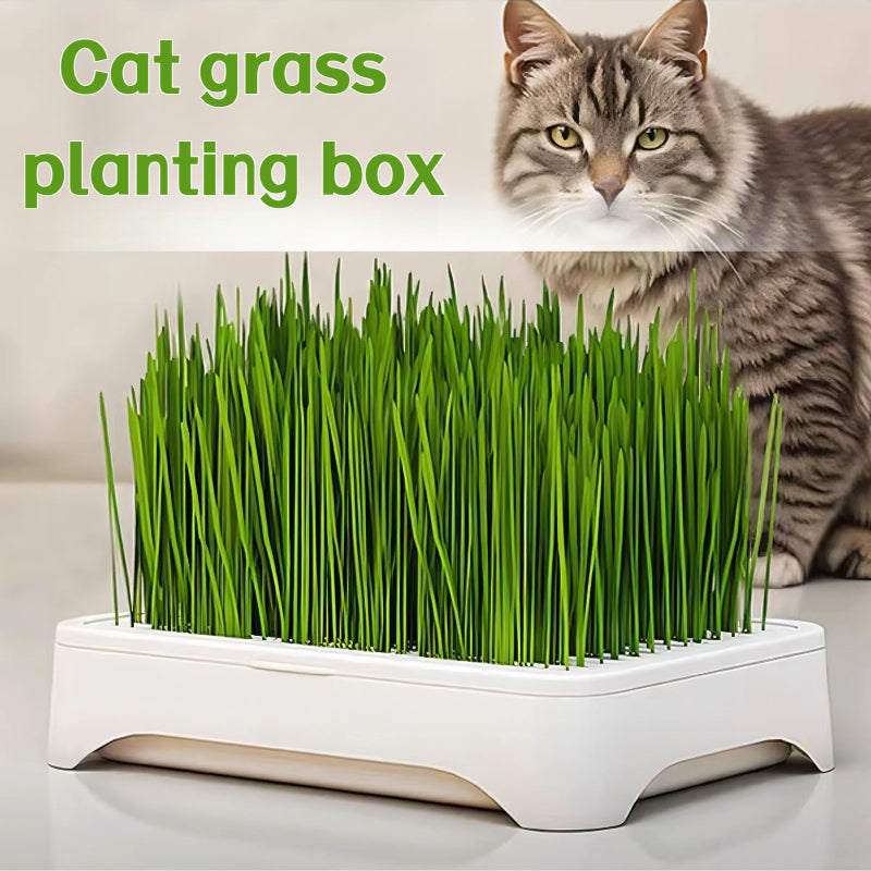 A Versatile Indoor Cat Grass Planting Box That Can Be Used for 365 Days - Features a 3-Layer Detachable Design with a Soil-Free Hydroponic System, Spill-Proof Edge Design, And a Compact White Plastic Planter That Saves Space