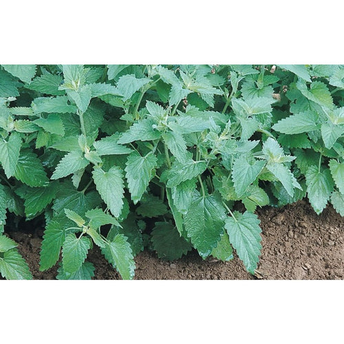 990 Catnip Seeds Heirloom Non GMO cat Party Supplies Fun Aromatic Herbs