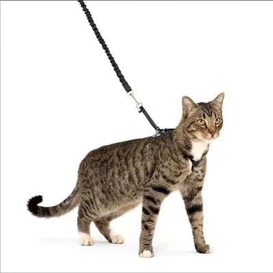 PetSafe kitty leash